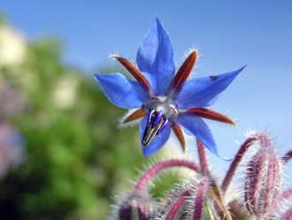 خاصیت درمانی روغن گل گاو زبان