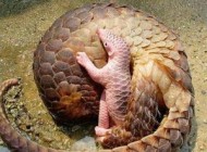 حیوان عجیبی که هم شبیه مار است هم ماهی (عکس)
