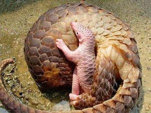 حیوان عجیبی که هم شبیه مار است هم ماهی (عکس)