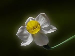 چگونه دختری از خاندان شمعون مادر امام زمان شد