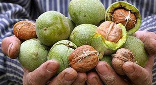 چگونه رد پای گردو سبز را پاک کنیم؟