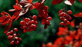 از دیگر خواص زرشک