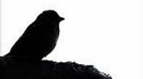 شعر آگهی ترحیم جوان