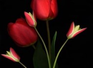 توصیه‌ هایی برای بهبود خلق و خوی