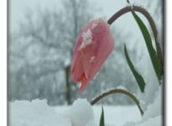 شناسایی فرصت های زندگی
