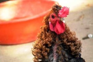 چهره خروس فشن تا حالا دیده بودید؟